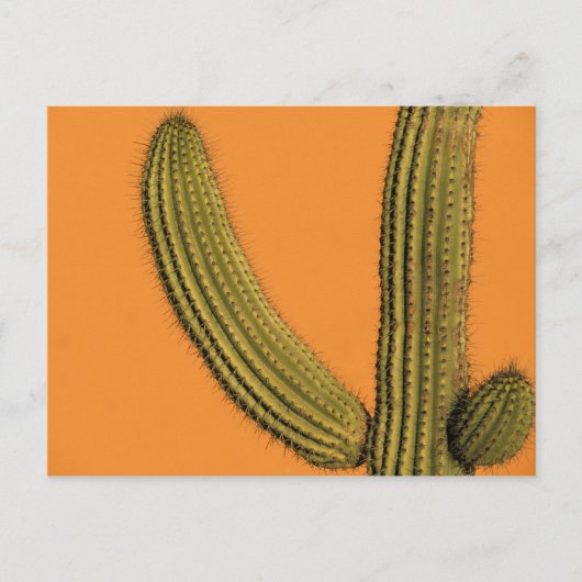 北米、メキシコ、バハカリフォルニア、カボ ポストカード (正面)