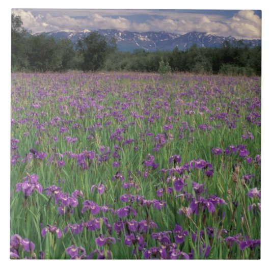 北米、米国、アラスカ、アンカレッジ、エクルトナ タイル (正面)