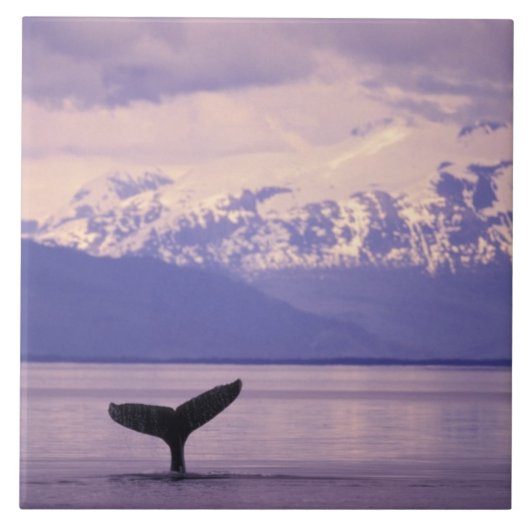 北米、米国、アラスカ、インサイド・パッセージ。 タイル (正面)