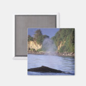 北米、米国、アラスカ、インサイド・パッセージ。 マグネット (正面/裏面)