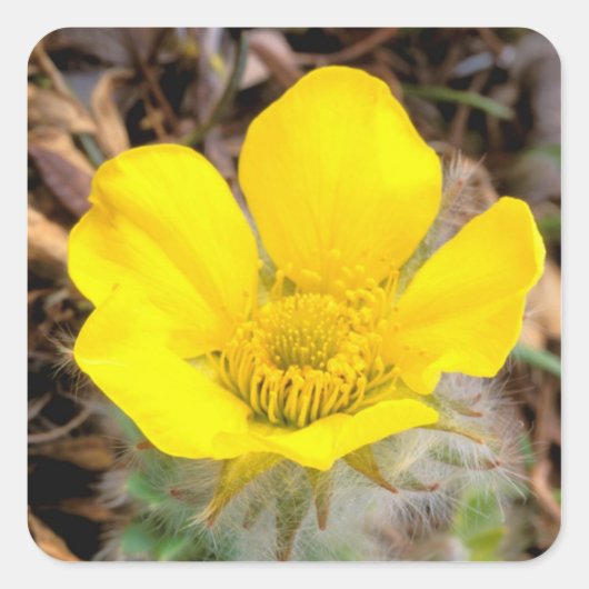 北米、米国、アラスカ、デナリ州 スクエアシール (正面)