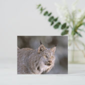 北米、米国、アラスカ、ハインズ。リンクス(フェリス2) ポストカード (スタンド正面)