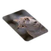 北米、米国、アラスカ、ハインズ。リンクス（フェリス2） マグネット (右側)