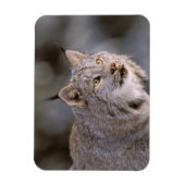 北米、米国、アラスカ、ハインズ。リンクス（フェリス2） マグネット (縦)