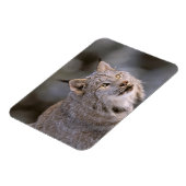 北米、米国、アラスカ、ハインズ。リンクス（フェリス2） マグネット (左側)