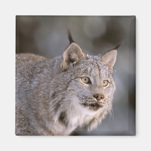 北米、米国、アラスカ、ハインズ。リンクス（フェリス2） マグネット (正面)