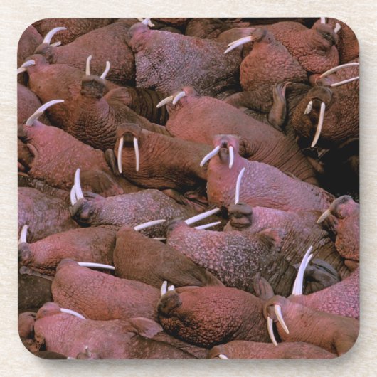 北米、米国、アラスカ、ユーコン・デルタ・ナショナル コースター (正面)