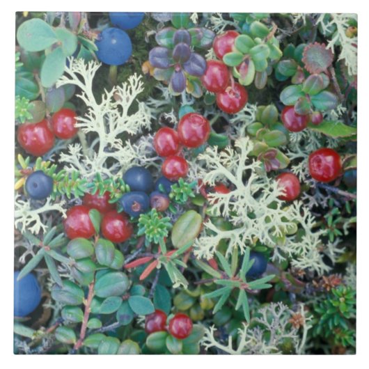 北米、米国、アラスカ、ランドスケープ、ベリー タイル (正面)