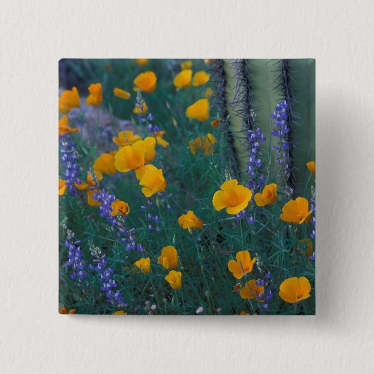 北米、米国、アリゾナ州、オルガンパイプカクタス 缶バッジ (正面)