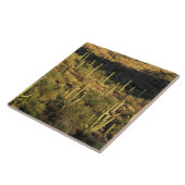 北米、米国、アリゾナ、ソノラン砂漠 タイル (側面)