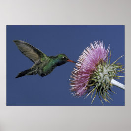 北米、米国、アリゾナ。広い請求を受けた ポスター