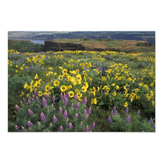 北米、米国、オレゴン、コロンビア川2 フォトプリント            (正面)