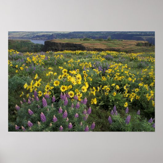 北米、米国、オレゴン、コロンビア川 ポスター (正面)