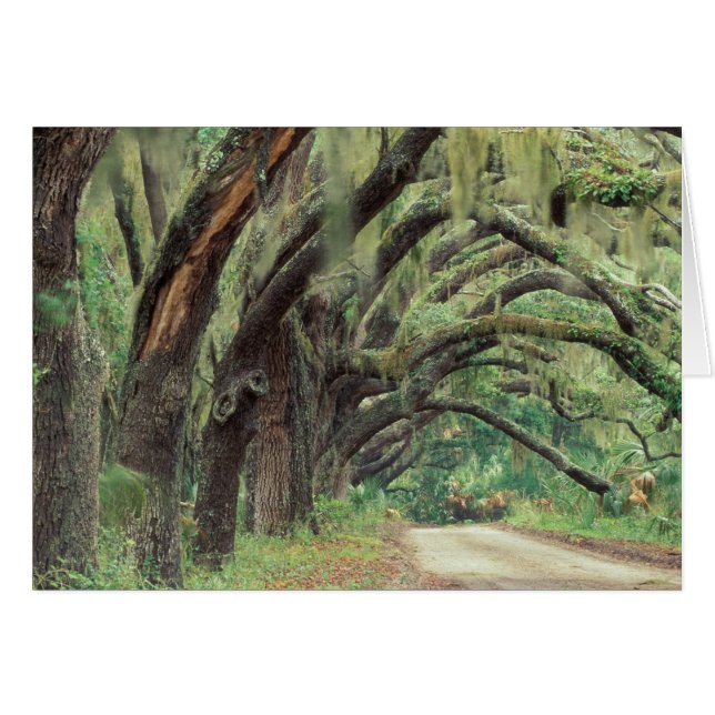 北米、米国、ジョージア、カンバーランド2 (正面横)