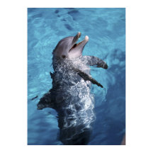 北米、米国、ハワイ。イルカ