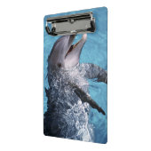 北米、米国、ハワイ。イルカ ミニクリップボード (アングル2)
