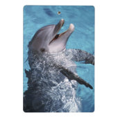 北米、米国、ハワイ。イルカ ミニクリップボード (裏面)