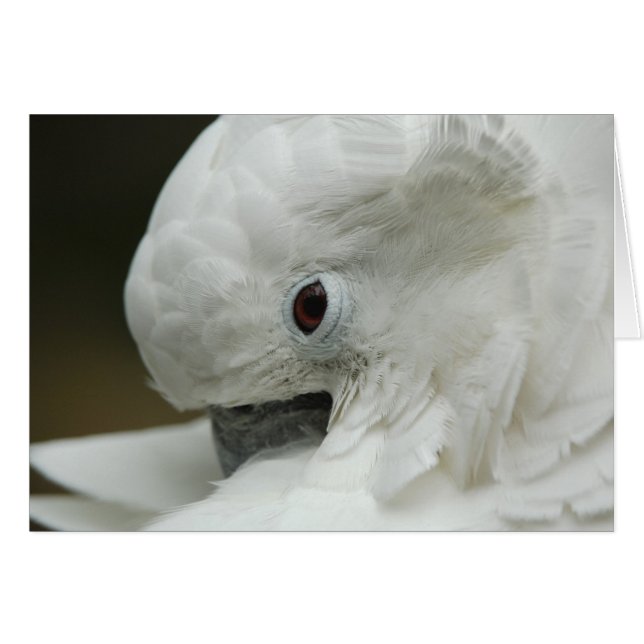 北米、米国、フロリダ、セントオーガスティン (正面横)