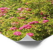 北米、米国、マサチューセッツ州、マーサ ポスター (角)