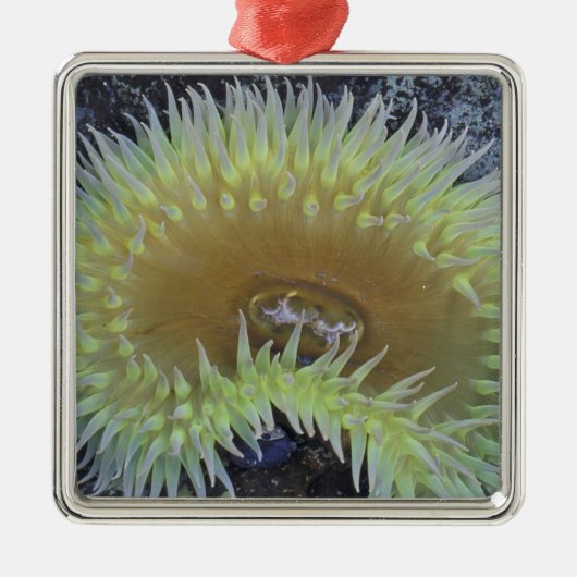 北米、米国、ワシントン、オリンピック4 メタルオーナメント (正面)