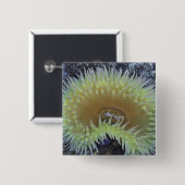 北米、米国、ワシントン、オリンピック4 缶バッジ (正面&裏面)