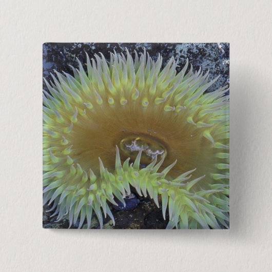 北米、米国、ワシントン、オリンピック4 缶バッジ (正面)