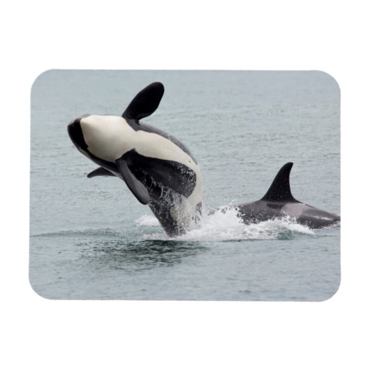 北米、米国、ワシントン、サンフアン マグネット (横)