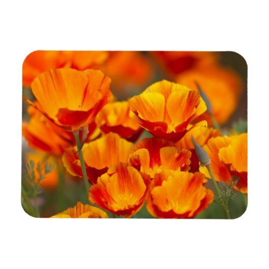 北米、米国、ワシントン、シアトル マグネット (横)