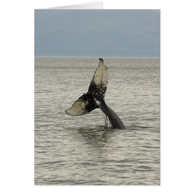 北米、米国、AK、内部の通路。ハンプバック (正面)