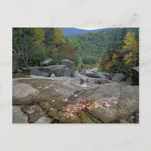 北米、米国、NH、ニュー秋の葉 ポストカード (正面)