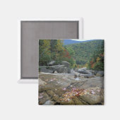 北米、米国、NH、ニュー秋の葉 マグネット (正面/裏面)