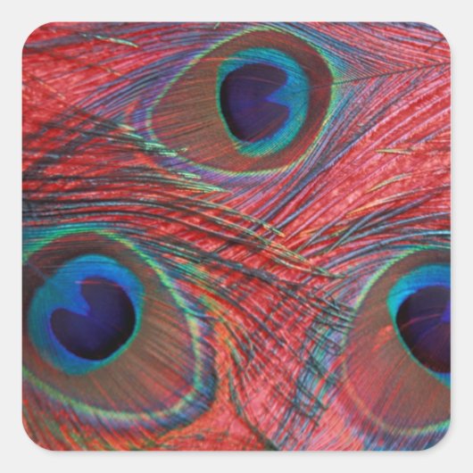 北米、米国、WA、レドモンド、ピーコック スクエアシール (正面)