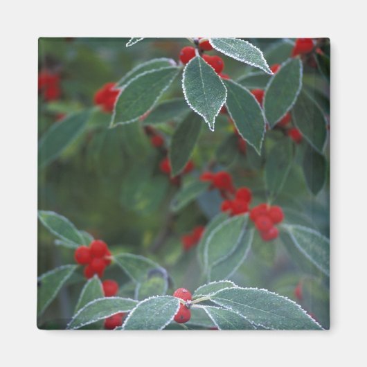 北米、統一された州、ニューイングランド。ホリー マグネット (正面)