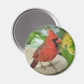 北雄（鳥）ショウジョウコウカンチョウ磁石 マグネット (正面/裏面)