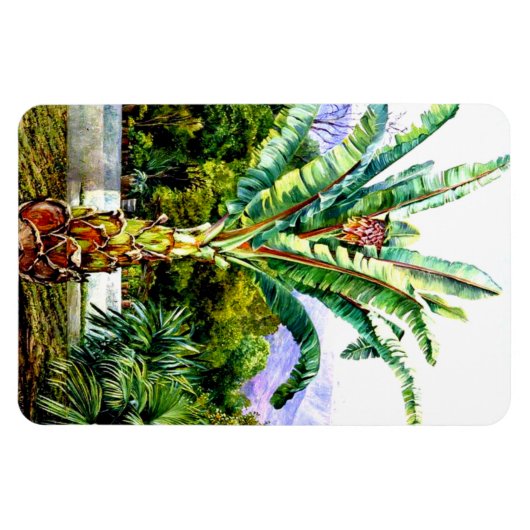 北 – テネリフェの庭にアビシニアン・エンセテ マグネット (横)