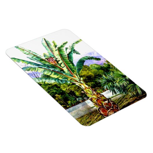 北 – テネリフェの庭にアビシニアン・エンセテ マグネット (右側)