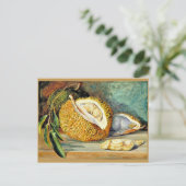 北 – ドリアン、大きな木の実。 ポストカード (スタンド正面)