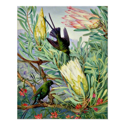 北 – ハネフラワーとハネスクーカー ポスター (正面)