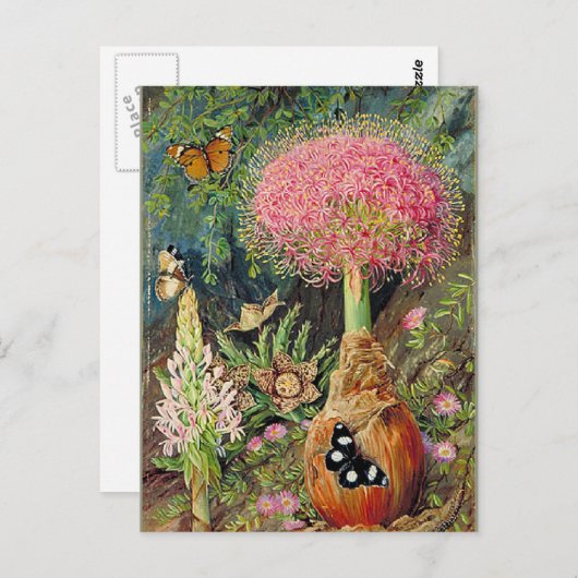 北 – ブファン・トリカラとその他の花 ポストカード (正面/裏面)