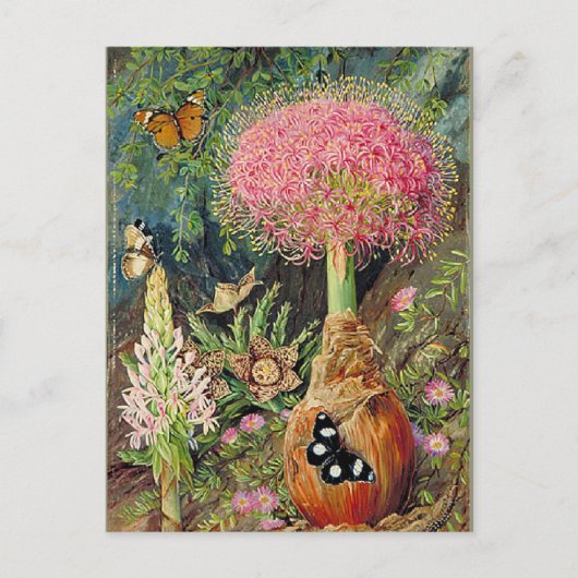 北 – ブファン・トリカラとその他の花 ポストカード (正面)