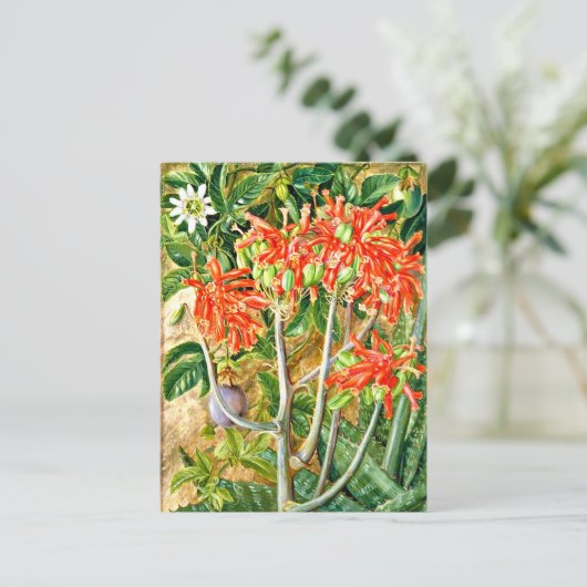 北 – 南アフリカのアロエとパッションフラワー ポストカード (スタンド正面)