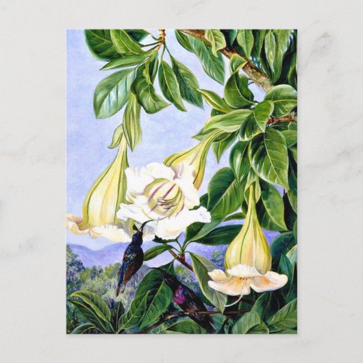北 – 熱帯アメリカの葉と花 ポストカード (正面)