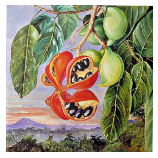 北 – 葉とフルーツスターキュリアパルビフローラ タイル (正面)