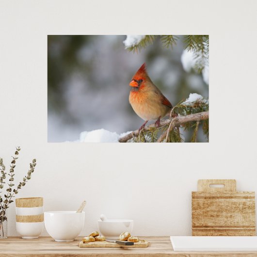 北(鳥)ショウジョウコウカンチョウの女性で、冬のトウヒの木で ポスター (キッチン)