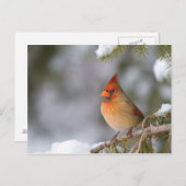 北（鳥）ショウジョウコウカンチョウの女性で、冬のトウヒの木で ポストカード (正面/裏面)