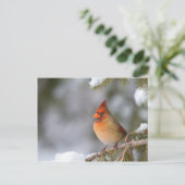 北（鳥）ショウジョウコウカンチョウの女性で、冬のトウヒの木で ポストカード (スタンド正面)