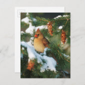 北（鳥）ショウジョウコウカンチョウの木，イリノイ ポストカード (正面/裏面)