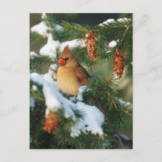 北（鳥）ショウジョウコウカンチョウの木，イリノイ ポストカード (正面)