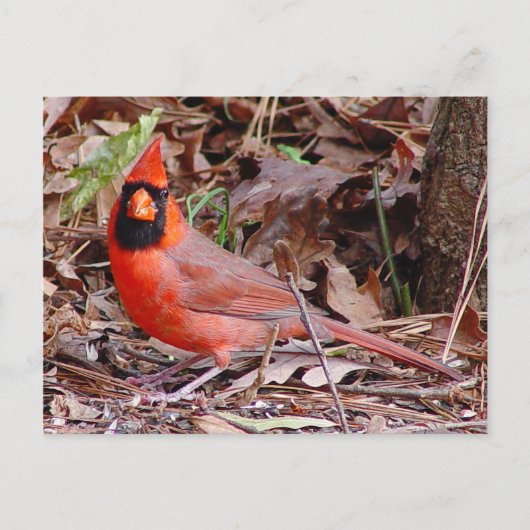 北(鳥)ショウジョウコウカンチョウはがき ポストカード (正面)