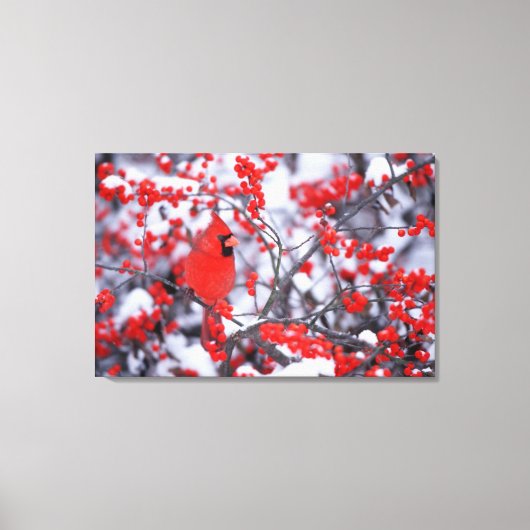 北（鳥）ショウジョウコウカンチョウオス、冬、IL キャンバスプリント (正面)